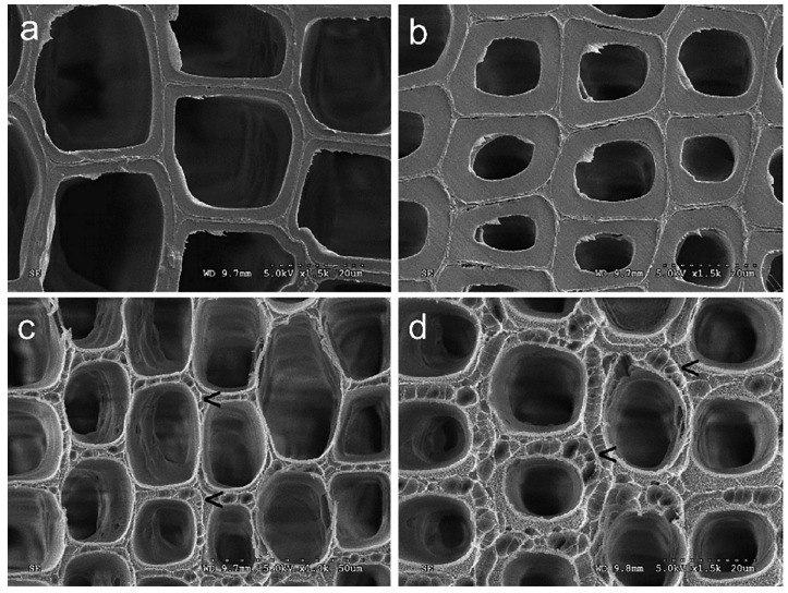 低溫等離子體改性前后的木材早材細(xì)胞壁(a、c)和晚材細(xì)胞壁(b、d)